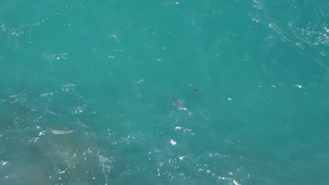 LAGUNA BEACH EAST CAPE BCS MEXICO-2023: Two Dolphins Swimming In The Ocean Near Stock Footage 260873957