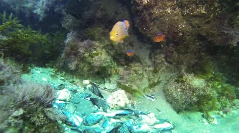 Laguna Beach Reef Scene Stock Footage 55576635