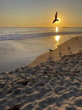 Laguna Beach Sunset with Seagull Eclipsing the Sun Stock Photos