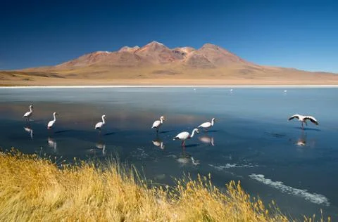 Laguna Canapa with flamingo, Bolivia - Altiplano. South America. Stock Photos