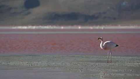 Laguna Colorada Stock Footage 143700651