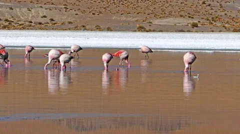 Laguna flamingo bolivia Video stock 44763534