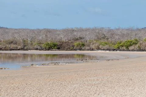 Laguna at Punta Cormorant with cracking mud, Floreana Island - Galapagos Stock Photos