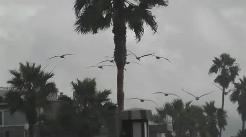 LAGUNABEACH-0002 SEAGULLS Stock Footage 10681531
