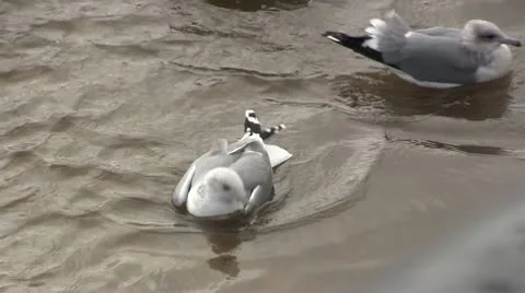 LAGUNABEACH-0014 INSANE SEAGULL MATING DANCE Stock Footage 10681689