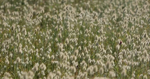 Lagurus flowers in the wind Stock Footage 109436640
