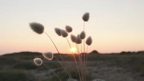 Lagurus ovatus at sunset. Stock Footage 246296840