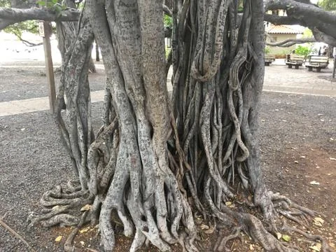 Lahaina Banyan Tree Stock Photos