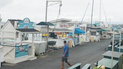 Lahaina Boat Harbor Before The Fire Stock Footage 247647978
