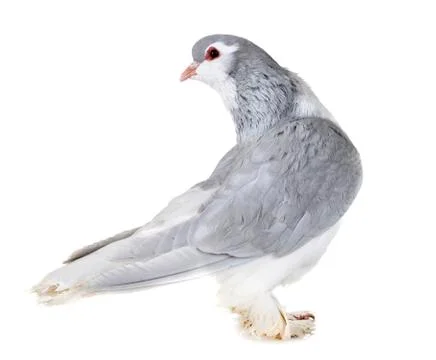 Lahore pigeon in studio Fotos Stock