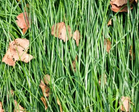Laid grass Stock Photos