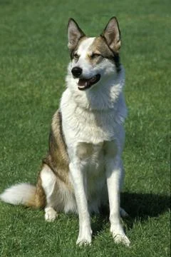 LAIKA Stock Photos