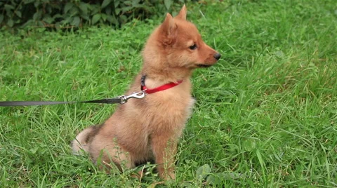 Laika puppy sitting on the grass. Stock Footage 59659382