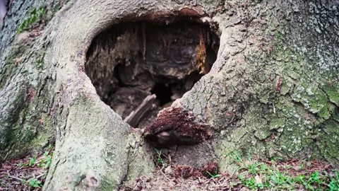 Lair of an old tree in the forest during autumn, close up, handheld shot Stock Footage 170352980