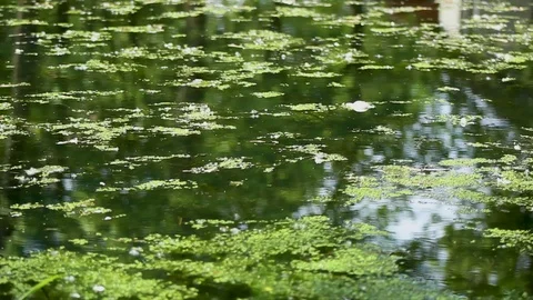 Lake 01 Stock Footage 107878849