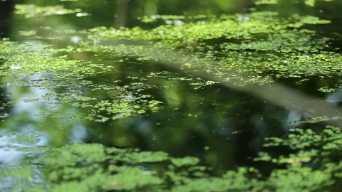 Lake 02 Stock Footage 107878824