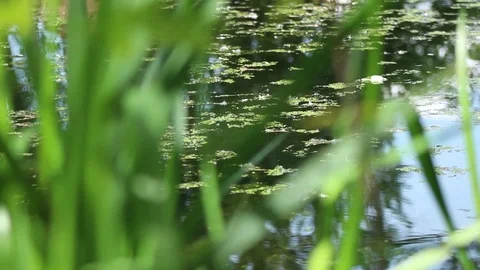 Lake 03 Stock Footage 107878848