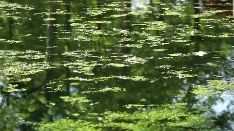 Lake 04 Stock Footage 107878859