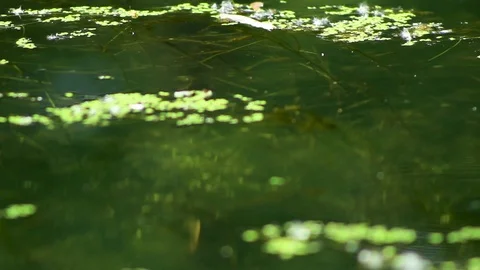 Lake 05 Stock Footage 107878890