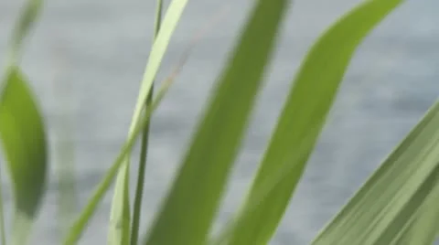 Lake (1 of 6) Stock Footage 10786147