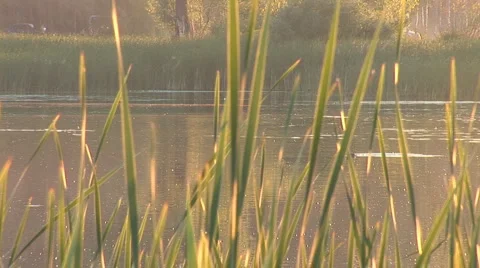 Lake 2 Stock Footage 5549386