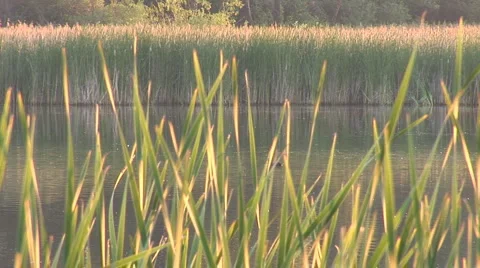 Lake 3 Stock Footage 5549390