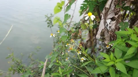 Lake abadi indonesia west java nature video summer the day Stock Footage 243878239