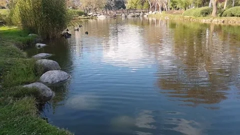 The lake is accompanied by the sun's rays and the view of the trees Stock Footage 221243486