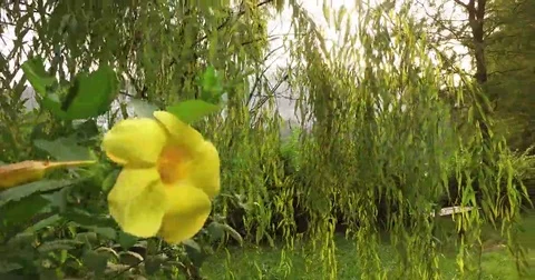 Lake Ad Excellectiam Flower and The Sun Stock Footage 69199797
