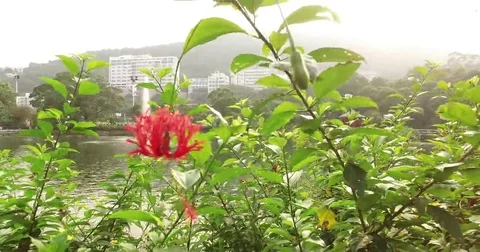 Lake Ad Excellectiam Flower with Chung Chi College as background Stock Footage 69199735