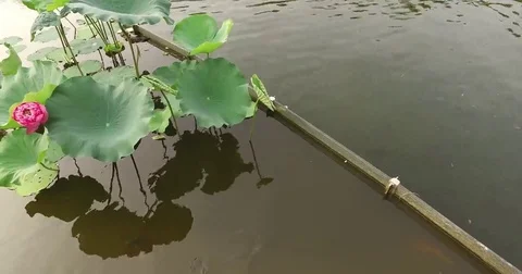 Lake Ad Excellectiam Lotus Tracking Stock Footage 69199774
