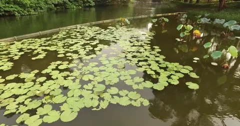 Lake Ad Excellectiam River Side Lotus blossoming Stock Footage 69200001