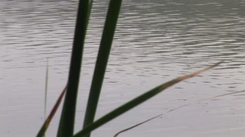 Lake in Africa Stock Footage 1045890