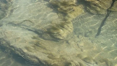 Lake alga in clean water SlowMo Stock-Footage 83897053