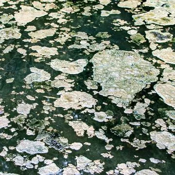 A lake with algae patterns Stock Photos