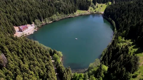 Lake Among Pine Forests Vidéo 334742256