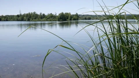 A lake with among the reeds Stock Footage 132352948
