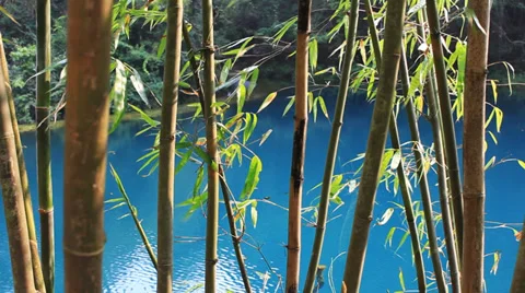 Lake and bamboo Video stock 32168132