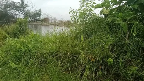 Lake and bush Stock Footage 301340262