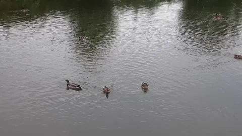 Lake and ducks Video stock 80213806