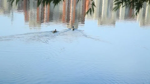 Lake and ducks Stock Footage 140424412