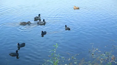 Lake and ducks. Stock Footage 140424529