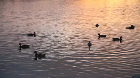 Lake and ducks sunset Vídeos de archivo 35784891