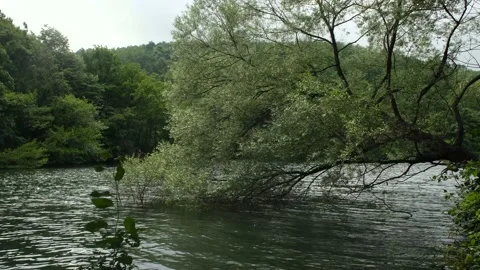 Lake and forest Stock Footage 237746225