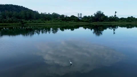 The lake and heron  Stock-Footage 218996787