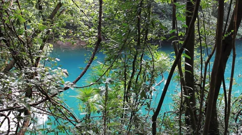 Lake and jungle 動画素材 32168528