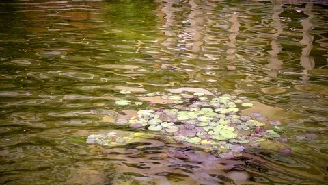 Lake and leaf Stock Footage 92802160