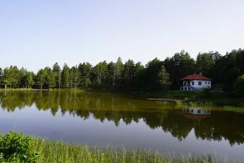 Lake and pine tree view in nature scenery Stock Photos