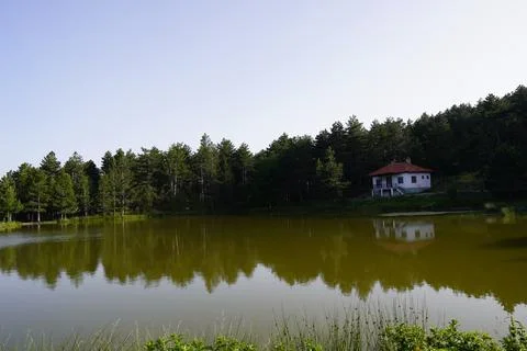 Lake and pine tree view in nature scenery Stock Photos
