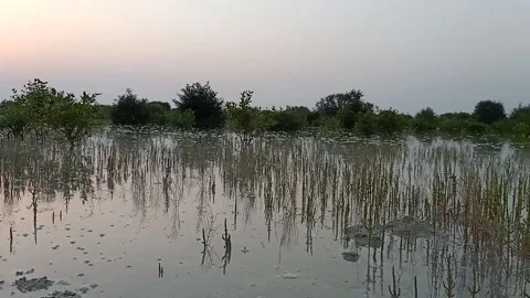 Lake and the plants Stock Footage 155879393